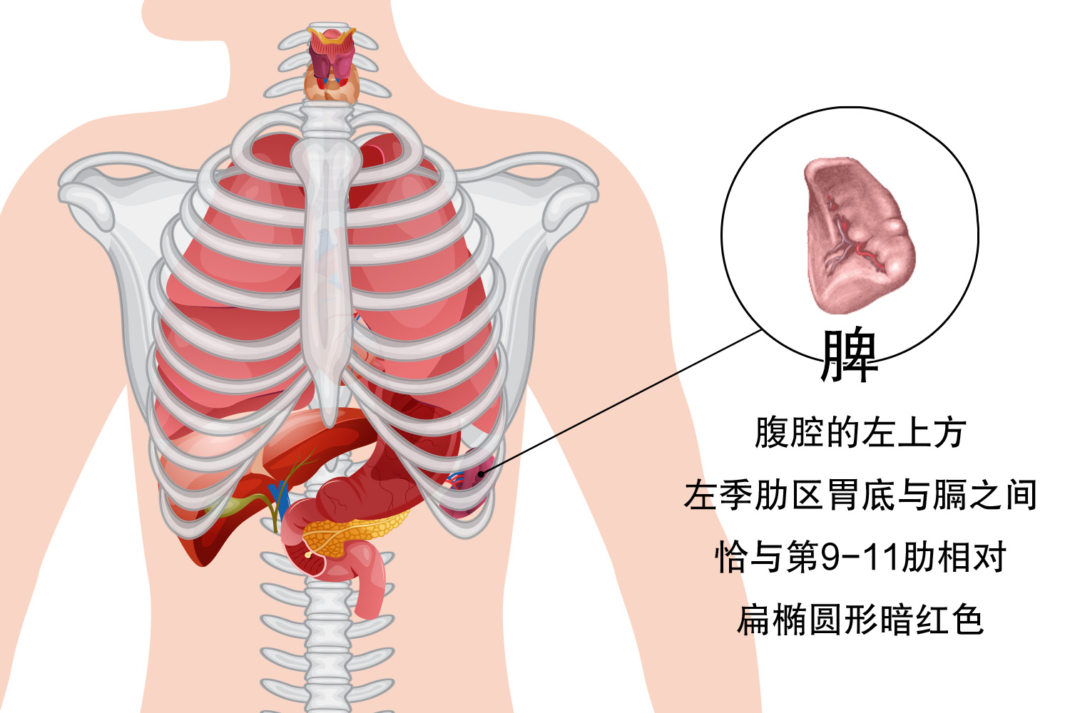 脾的解剖位置示意图