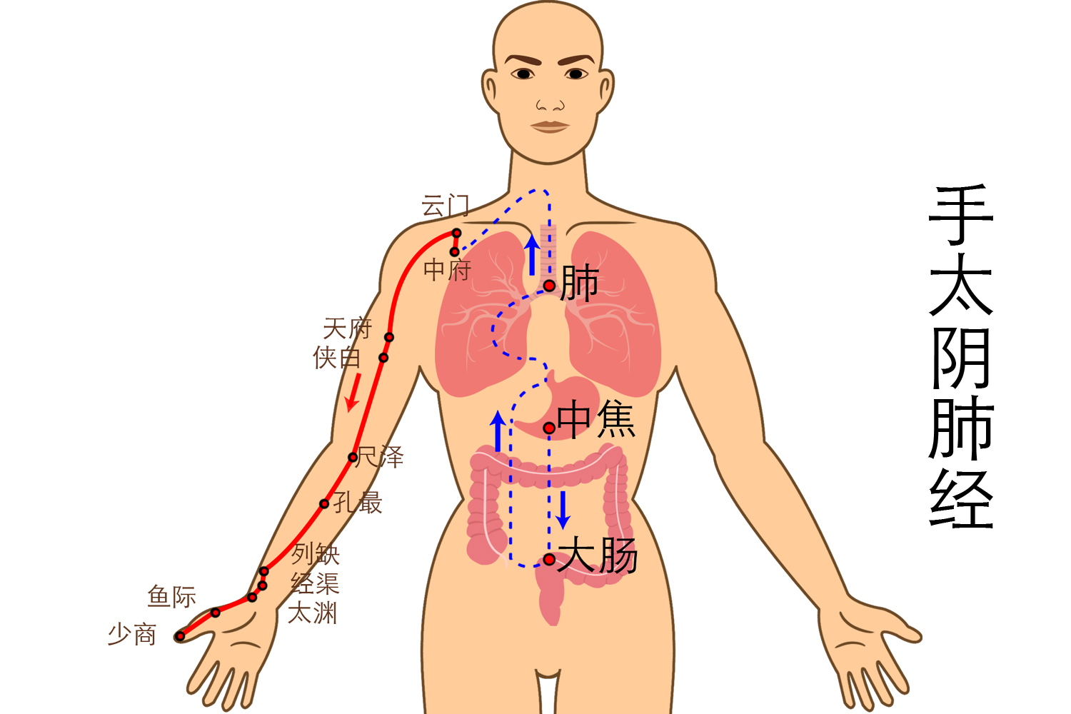 手太阴肺经图片