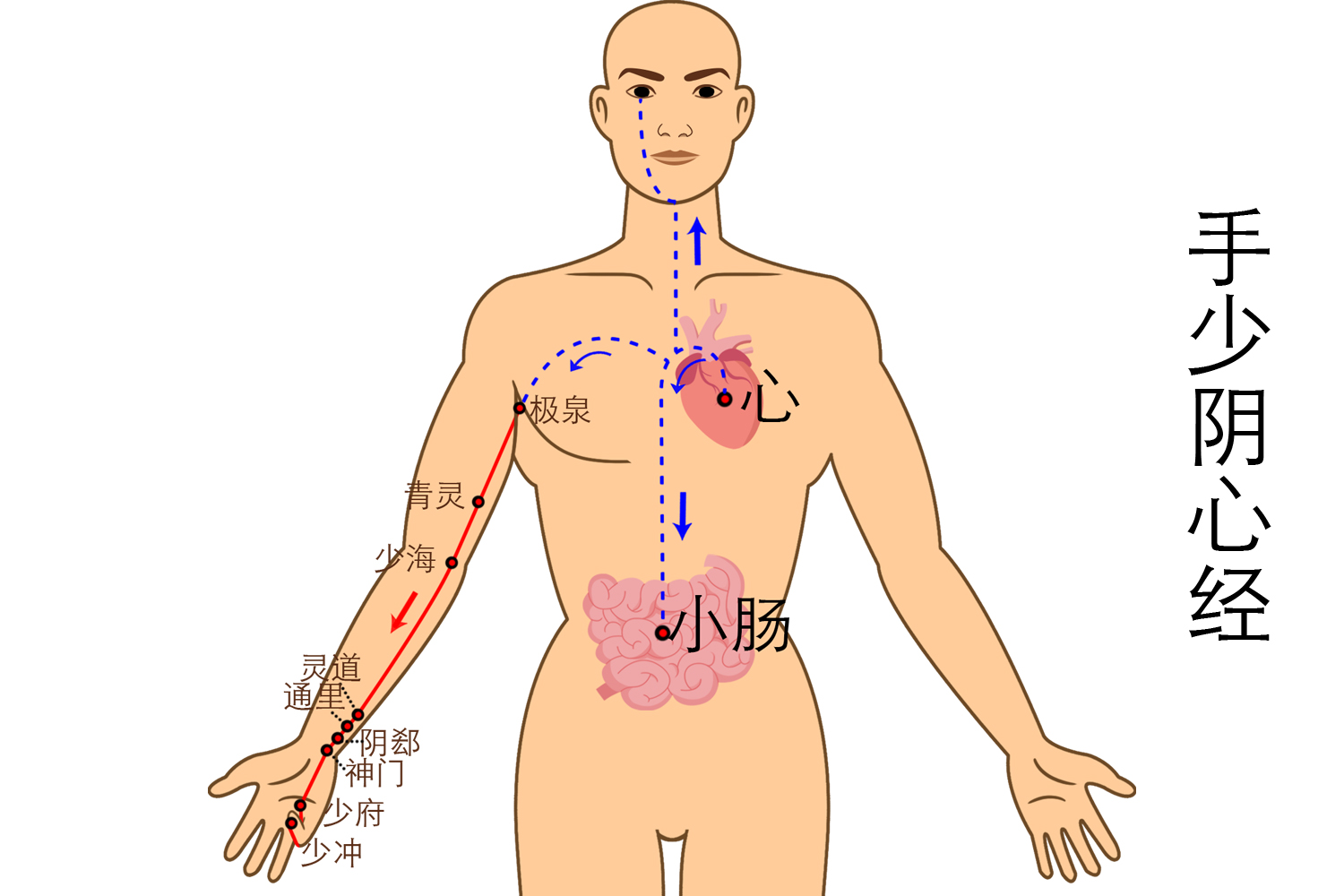 手少阴心经图片