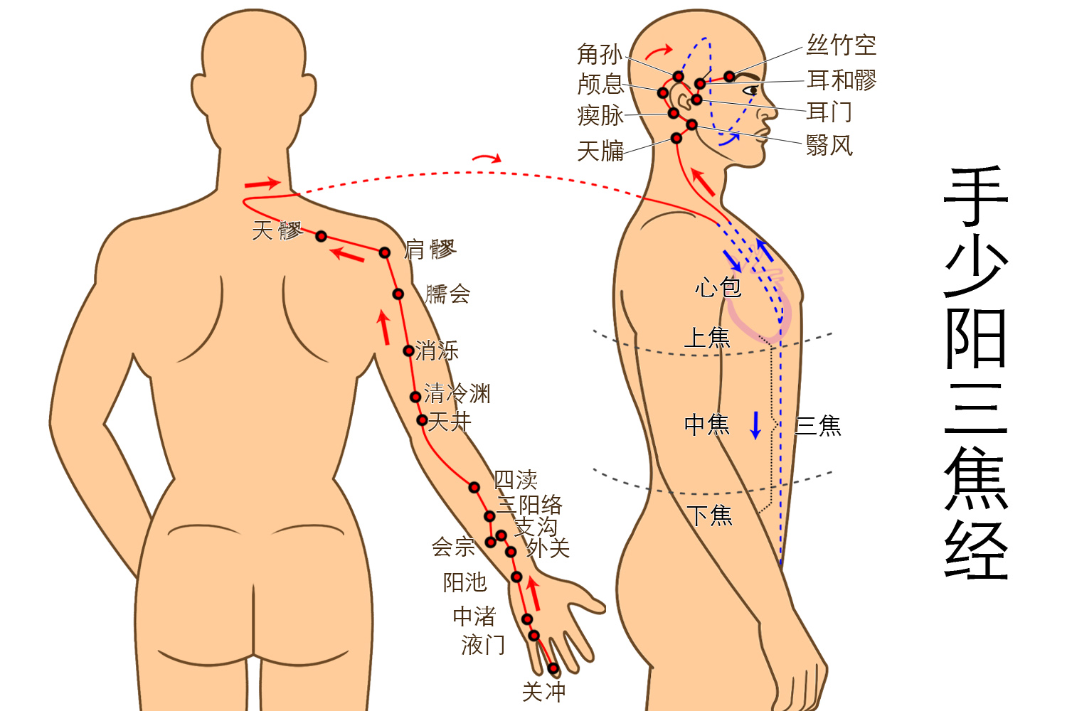 手少阳三焦经图片