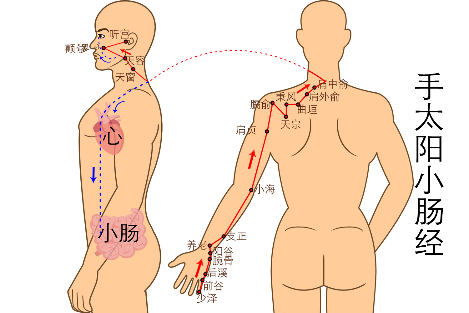 手太阳小肠经图片