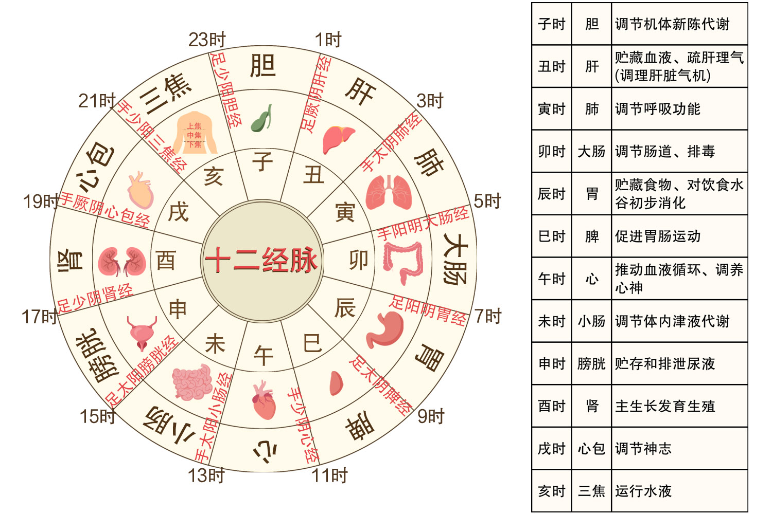 五脏六腑作息时间图