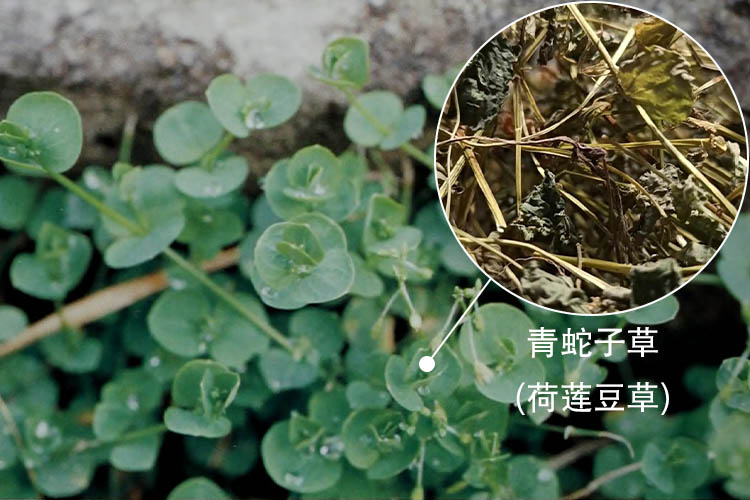荷莲豆草