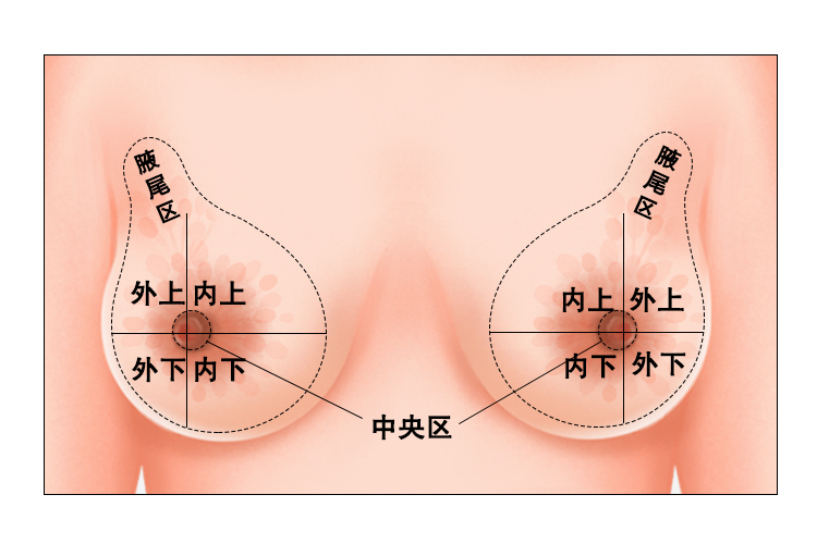 乳腺分区图