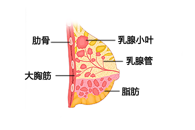 乳腺图