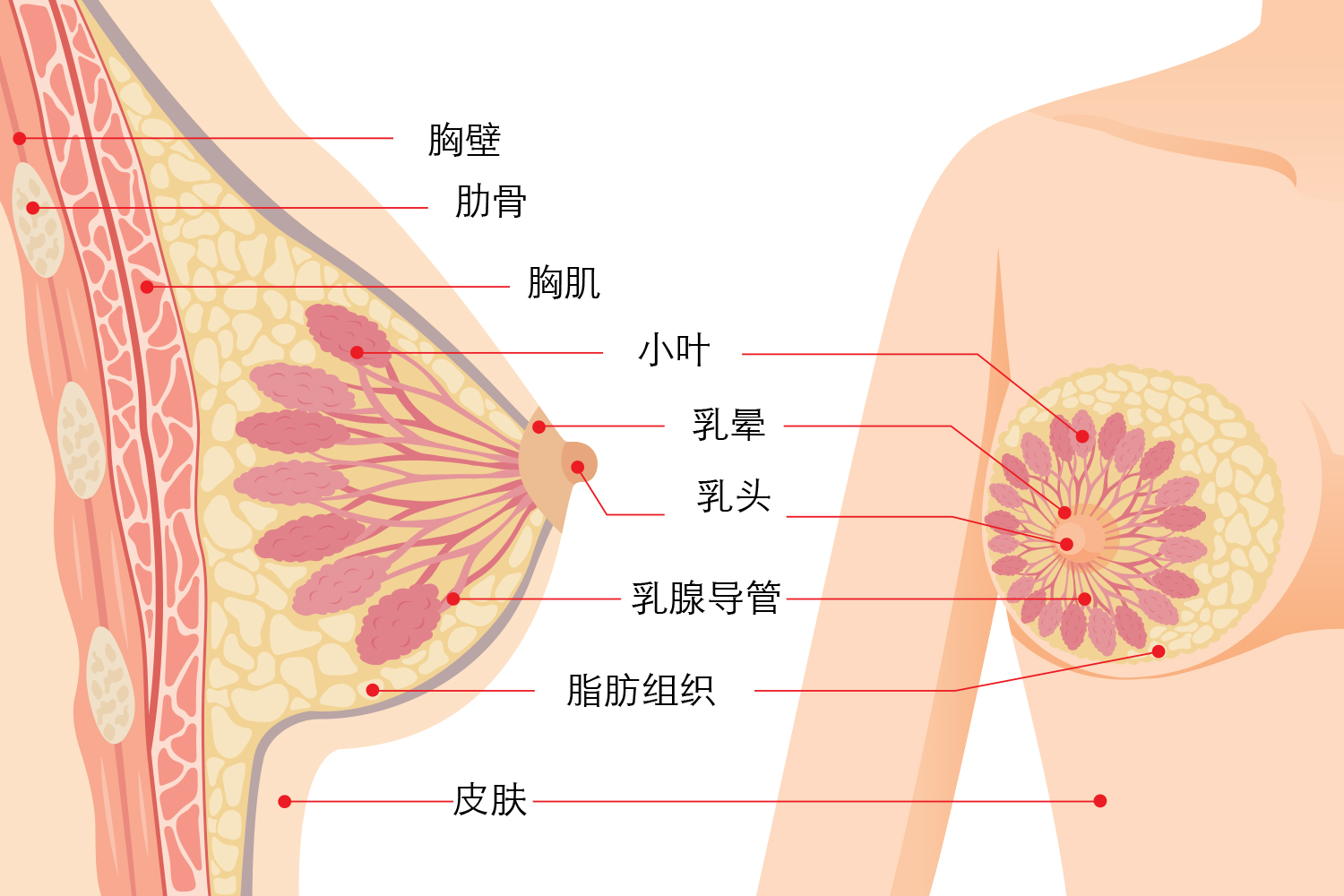 乳腺解剖结构图