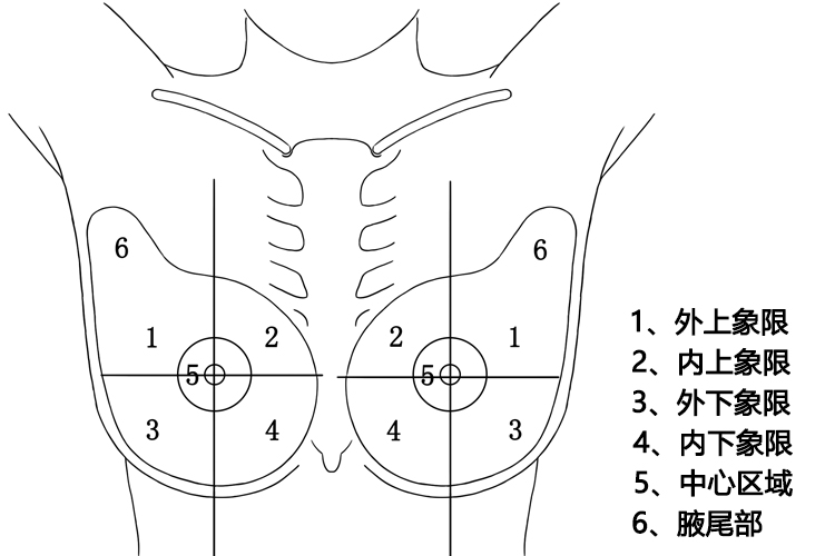乳腺象限分布图