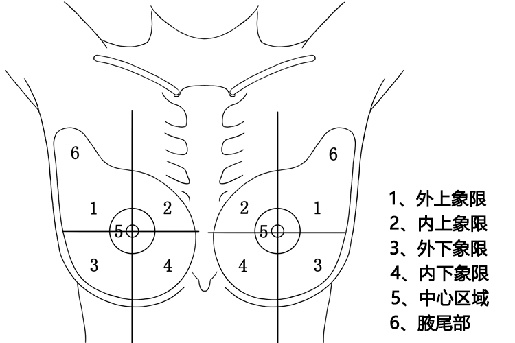 乳房象限划分图