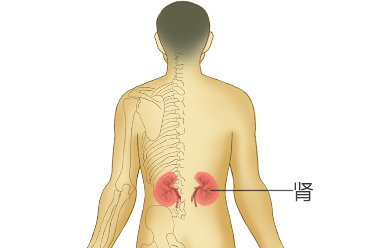 男人的肾图