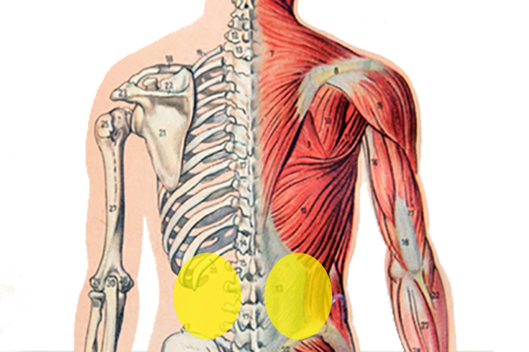 肾虚后背疼位置图