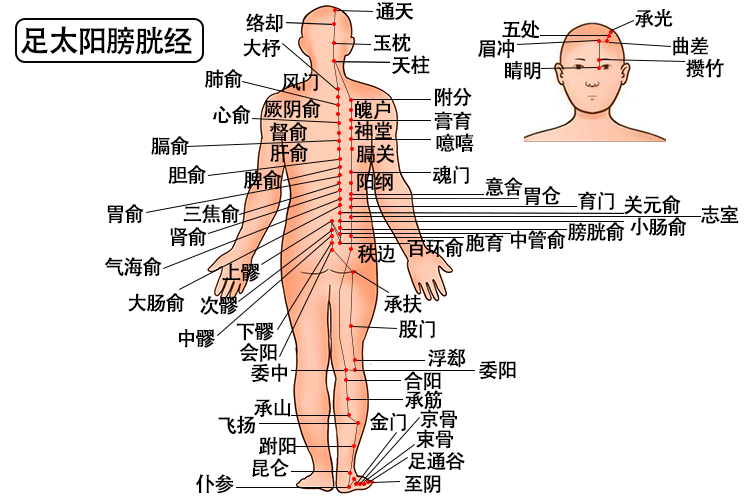 足太阳膀胱经经络图