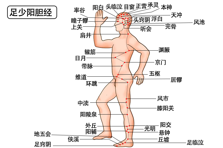 足少阳胆经经络图