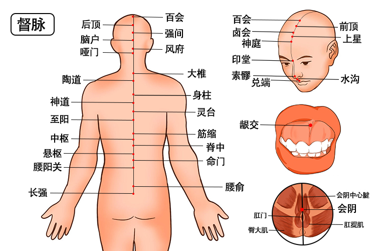 督脉经络图