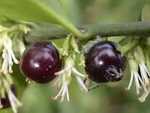 野扇花果