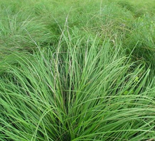 龙须草