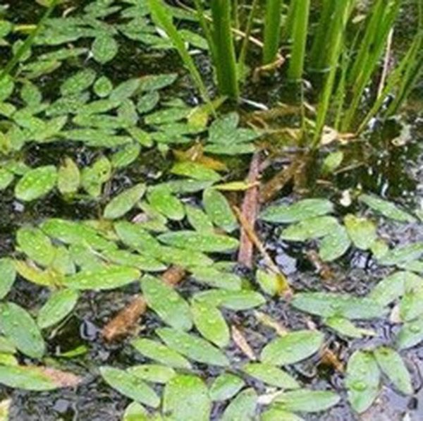 酸水草