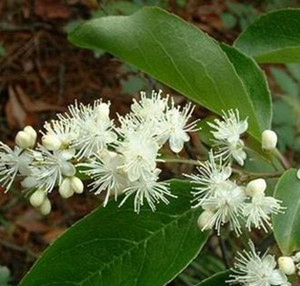 山矾花