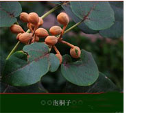 泡桐果