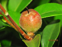 茶子