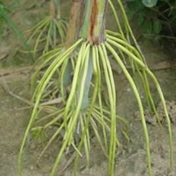 高粱根